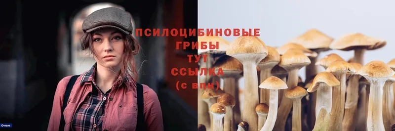 Псилоцибиновые грибы Cubensis  Соликамск 